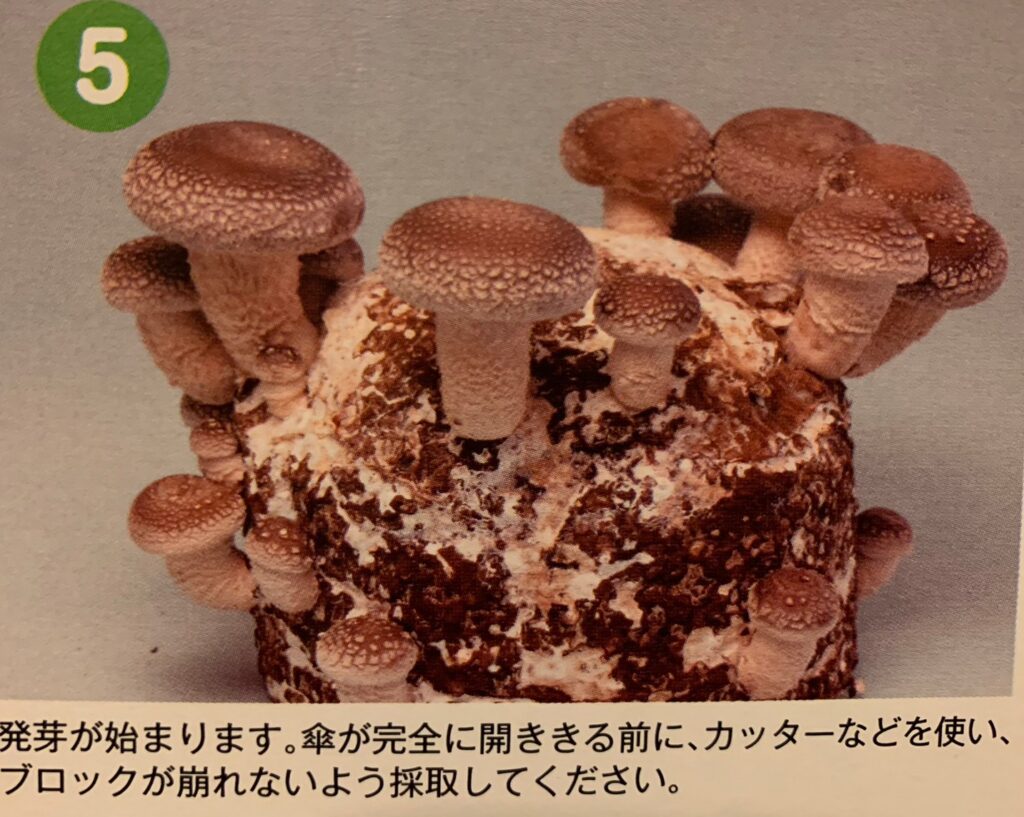 しいたけ農園のパッケージ